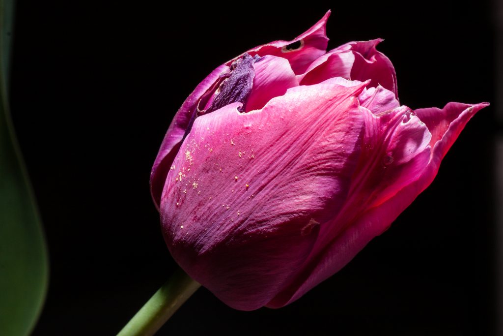 Tulpe